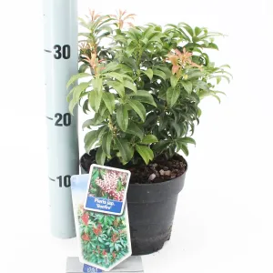 6x Pieris japonica Bonfire 17cm Pot 30cm Shrub Plant
