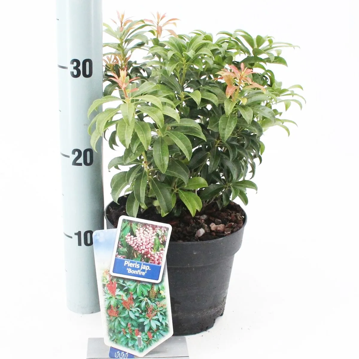 6x Pieris japonica Bonfire 17cm Pot 30cm Shrub Plant