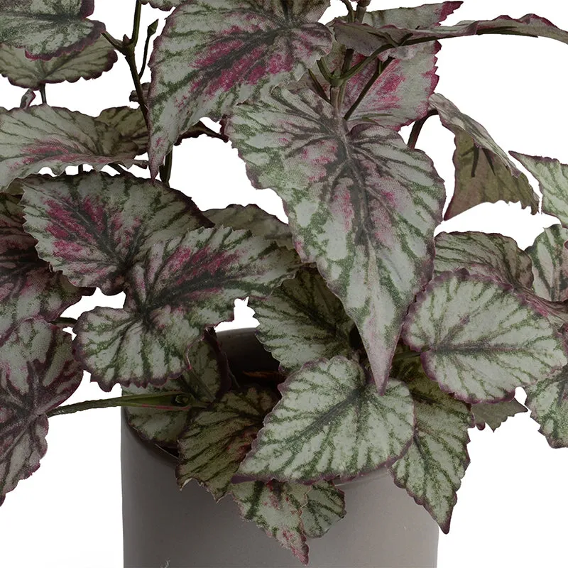 Begonia (Rex) Plant in ceramic pot