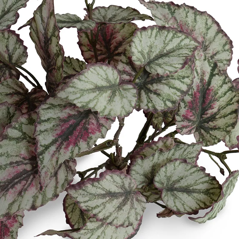 Begonia (Rex) Plant in ceramic pot
