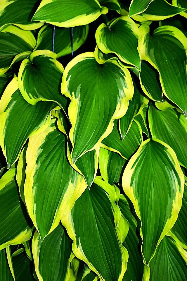Waving Winds Hosta